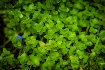 Dense Small Green Plants Natural Background