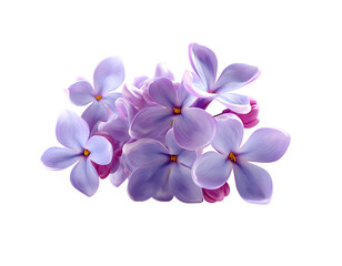 A branch of lilac flowers, isolated on a transparent background, PNG