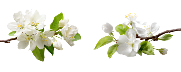 A close-up of two apple blossoms with buds on a branch, isolated on a transparent background, PNG