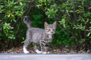 Obraz premium The kitten is strolling in the garden.