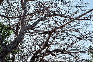 A dense and tangled web of bare tree branches creates a chaotic yet beautiful natural abstract pattern. A concept for complexity, connection, or neurology.