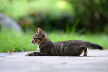 In the garden, the kitten lay sprawled on the ground.