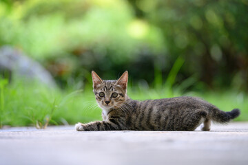 In the garden, the kitten lay sprawled on the ground.
