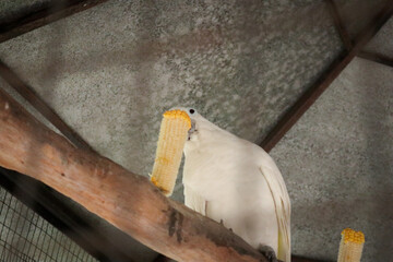 Sulphur-crested cockatoo (Cacatua galerita) is a species from Australia and Indonesia. It's eating...