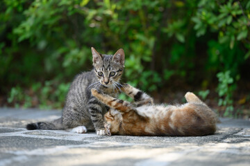 Two kittens were playing and wrestling in the garden.