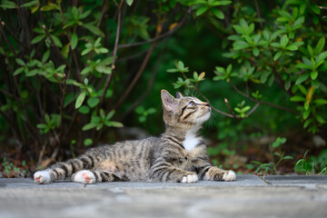 Fototapeta premium In the garden, the kitten lay sprawled on the ground.