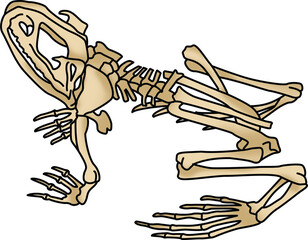 Obraz premium Cartoon Animal Skeletons Set Including Cat, Bird, Fish, Frog, and Turtle for Educational and Scientific Use