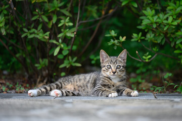 In the garden, the kitten lay sprawled on the ground.