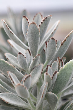 Succulent: Kalanchoe tomentosa baker,  panda plan, crassulaceae on natural background. Vertical format. 