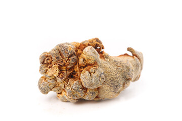 Dried Panax Pseudoginseng Root from Wenshan Yunnan China on White Background Traditional Chinese...