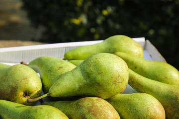 Fresh Belgian Imported Green Pears in Wooden Crate - Organic Fruit Display