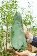 Traditional Rice Dumplings Wrapped in Bamboo Leaves Held in Hands Outdoors