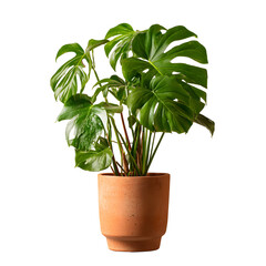 Obraz premium Monstera deliciosa in terracotta pot against stark black background in studio setting