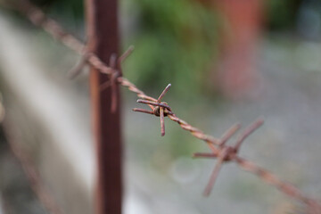 barbed wire isolated on white background. barbed wire fence background,