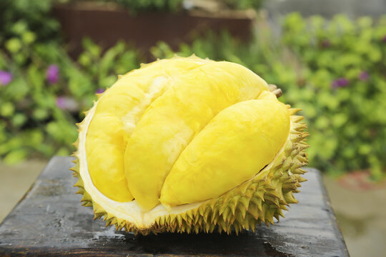 Fresh Golden Durian Fruit Open Shell Seeds Thailand Tropical Exotic Food