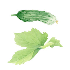 Watercolor illustration of cucumber and green leaf . Artistic botanical style suitable for educational materials, eco-design, packaging, patterns and decorative elements on a nature theme.