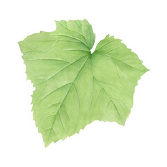 Watercolor illustration of a green leaf with visible veins. Artistic botanical style, suitable for educational materials, eco-design, packaging, patterns, and nature-themed decorations.