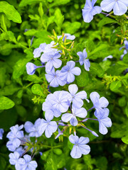 Beautiful cape leadwort flowers in the garden during the rainy season.
