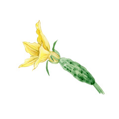 Watercolor illustration of yellow flower with cucumber. Delicate artistic style suitable for botanical reference books, decorative prints, textile design and educational materials. Hand drawn isolated