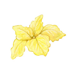 Watercolor illustration of a yellow flower with five petals. Gentle artistic style, suitable for botanical guides, decorative prints, textile design, and educational materials.