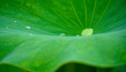 Close-up of a vibrant green lotus leaf