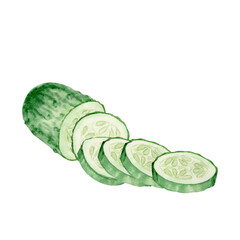 Hand drawn watercolor illustration of cucumber. Half of cucumber and sliced cucumber fruit. Clipart for ecomarket, kitchen menu, food, natural cosmetics label. Isolated background.