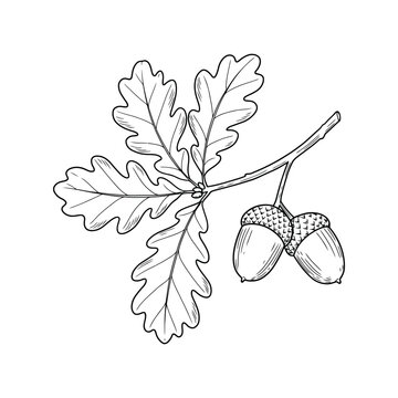 Oak branch with acorns hand drawn sketch nature botanical illustration for autumn season vector