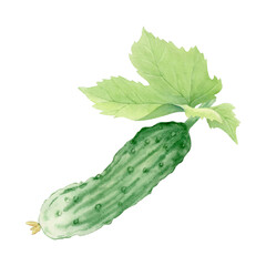 Watercolor illustration of cucumber and green leaf . Artistic botanical style suitable for educational materials, eco-design, packaging, patterns and decorative elements on a nature theme.