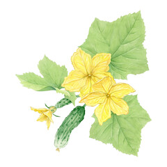 Ovary, flower and leaf of cucumber on white background. Watercolor composition, hand drawn. Hand drawn illustration for cookbooks, packaging, menus, food design, educational materials, kitchen decor.