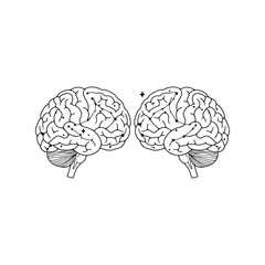 Anatomical illustration of two human brains facing each other with interconnected lines vector