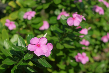 Close up of periwinkle flower or Madagascar periwinkle with scientific name Catharanthus roseus which is blooming purple. Plant for decoration and traditional medicine. For graphic design, 3D renderin