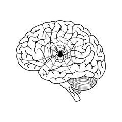 Intricate spiderweb captures center of human brain illustrating mental connections and thought processes vector