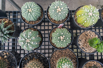 Top view of Astrophytum asterias a species of cactus plant in the genus Astrophytum - Tropical Plant backdrop and beautiful detail 