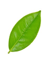 Obraz premium Close-up of a vibrant green tea leaf (1)