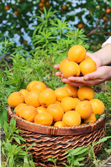 Fresh Apricot Picking Scene in Shandong - Hands Holding Ripe Fruits in Wicker Basket Garden Setting
