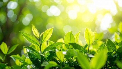 Fresh Green Leaves with Soft Sunlight – Nature Background for Growth and Renewals
