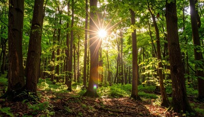 Sunlight Streaming Through a Green Forest – Peaceful Nature Landscape center