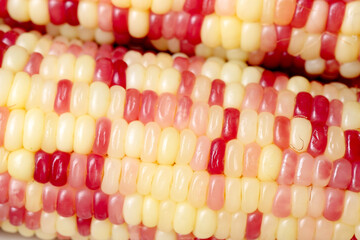 Colorful Indian Corn Kernels Close-Up - Red White Yellow Pink Sweet Corn Macro Photography