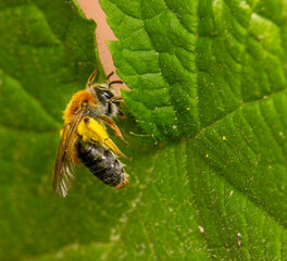 A yellow bee sits on a green leaf of a tree. colorful macro photography. close-up. natural light. space for the text. blurred background with highlights. bokeh.