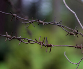 rusty barbed wire on a blurry green background. close-up. prison.