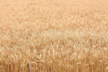 Ripe Wheat Field Ready for Harvesting on Agricultural Farmland