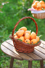 Fresh Sichuan Alpine Loquat Fruit in Wicker Basket on Wooden Table