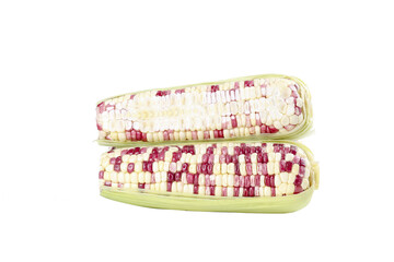 Fresh Glutinous Sweet Corn Ears with Colorful Kernels - Northeast Variety with Aromatic Fragrance