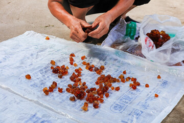 Hand Sorting Amber Gum Resin Natural Skinboosting Ingredients Traditional Processing Method
