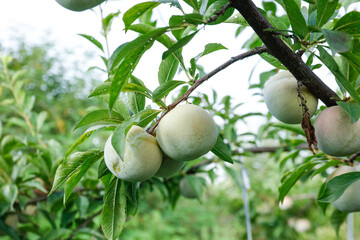 Unripe Green Plums Growing on Tree Branch in Orchard Ready for Harvest Picking