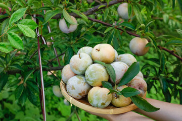 Fresh Sanhua Red-Fleshed Plums Harvest in Orchard Basket - Organic Fruit Picking