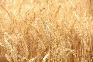 Mature wheat field with golden stalks in idyllic rural setting ready for harvest
