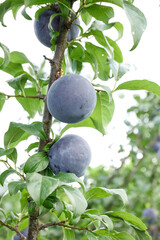 Fresh Blackbriar Plums on Tree Branch in Shaanxi Orchard Ready for Picking