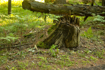 An old tree stump and log on the forest floor in summer
