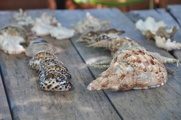 Close-Up of Various Seashells on Rustic Wooden Table Natural Light.